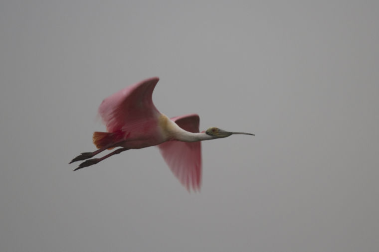Roseate spoonbill